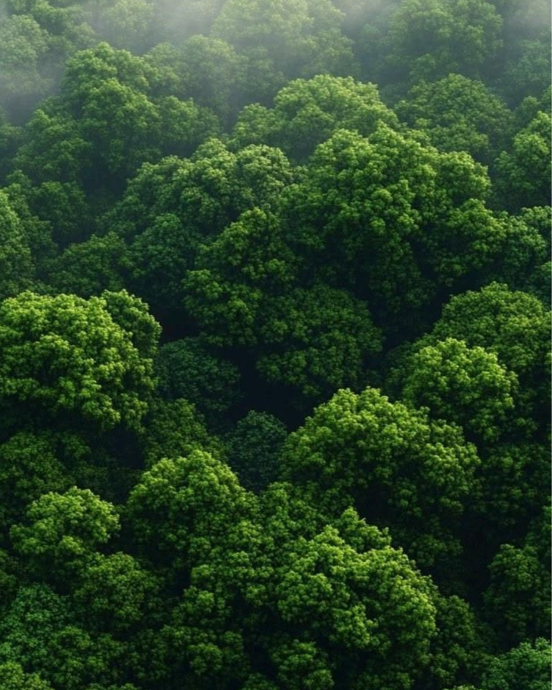 Image 03